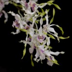 Dendrobium Lowana Nioka Flowering Size